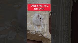2제명 얘기만 나와도 짖는 애국강아지 #멸공