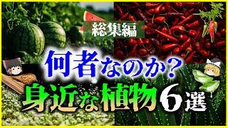 【ゆっくり解説】【総集編】何者なのか？私たちが普段食べている「植物」6選まとめ/アボカド、トウガラシ、蕎麦、スイカ他＜睡眠用＞＜作業用＞