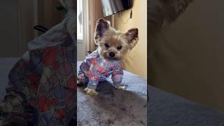 RONNIVLOG #3 ОБНОВКА #обзор #покупки #yorkie #wildberries