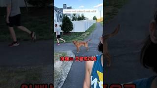 강아지의 선택.. 엄마일까 아빠일까? #동물 #강아지 #실험