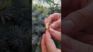 печатка с ониксом из серебра