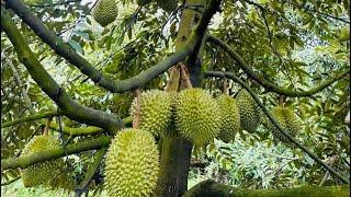 Sambung sisip potong durian cepat berbuah