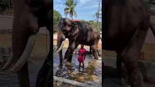 രാമൻ  #kerala #elephant #raman #aanakeralam #aanapremi #aanachandam #thechikottukavu_ramachandran