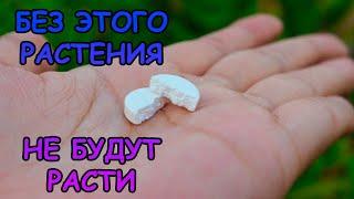БЕЗ ЭТОГО РАСТЕНИЯ НЕ РАСТУТ