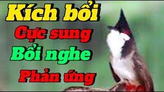 chào mào hót kích bổi | kích bổi cực sung | bổi nghe phản ứng
