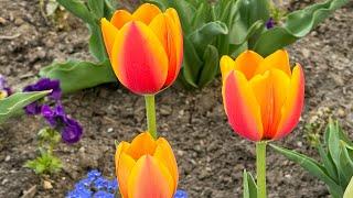 Vibrant tulips at the Salt Lake Temple