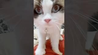 Free massage from baby V #catmassage