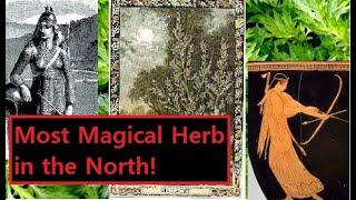 Mugwort in European Pagan Tradition: Uses, Magic, History, Benifits