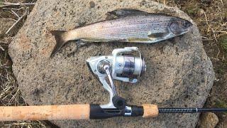 Exploring High Mountain Lake for ARCTIC GRAYLING!! (Catch n’ Cook)