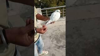 How clever is this pigeon️ #pigeon #shortfeed #youtubeshorts #vairalvideo ️️