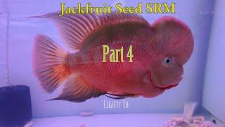 A Journey Of My Super Red Monkey Flowerhorn Part 4- Fading Red - Eighty Flowerhorn