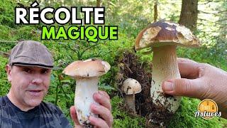 SUPER CUEILLETTE DE CHAMPIGNONS, JE TE MONTRE COMMENT ET OÙ #cepes #nature #asmr