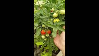 Средина июня под Анапой #жизньуморя #красотадуши #цветы #дача #лето