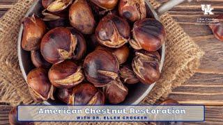 American Chestnut Restoration