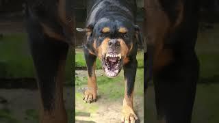 Bow Bow Angry Dog Barking Videos | Rottweiler |