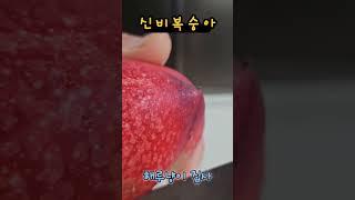 신비복숭아#복숭아#맛있다#해루냥이집사  #여름과일 #신비복숭아 #달콤