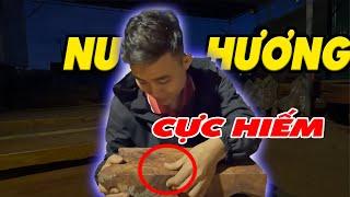  Nu gỗ hương giá trị cao bậc nhất thị trường đổ gỗ Việt Nam | Sơn Sập Gỗ
