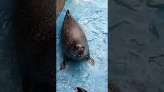 Funny seals #seal #sealion #seals #sealcoating #fouryou #funny #fnnyvideos #fypシ #pet  #usa