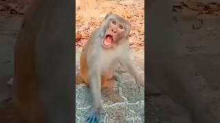 cute finch  & monkey  funny #funnyvideos #finch #monkey #viral #video #funny #shorts #yt