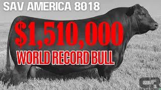  $1.51 MILLION BULL WORLD RECORD BREAKING BLACK ANGUS SOLD AT AUCTION SCHAFF VALLEY ANGUS