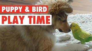 A Puppy And Bird Friendship