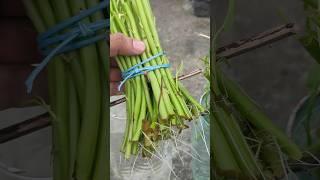 #water #spinach #growing #shortvideo