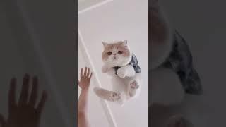 Cat Videos Compilation OMG So Cute Cats #0097