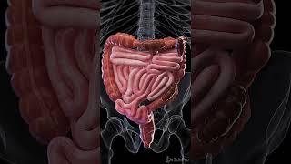 Constipation - 3d animation  #meded #anatomy #3dmodel