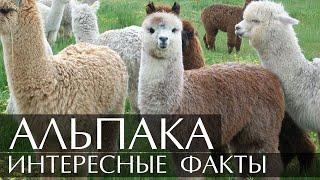 Альпака - интересные факты