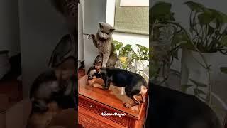 Funniest Dog and Cat Videos You'll Ever See #funny #funnycatanddog