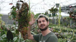 Mounting a Philodendron Spiritus Sancti on Cork!?