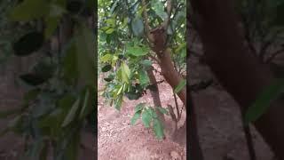 Kỹ thuật chăm sóc, Trồng ,BÁN GIỐNG BƯỞI DIỄN, Cam Canh CHUẨN. SĐT: 096.239.2038
