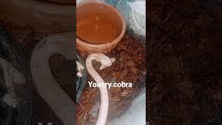 إطعام الكوبرا (الأسيويه)مع يسري كوبرا