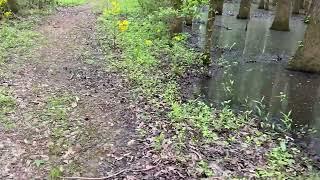 Match Stick Forest at Huntsville, Alabama’s Hays Nature Preserve