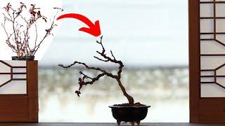 Garden-to-Bonsai: Making Rose Bonsai from Common Garden Material