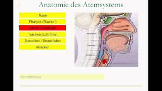 Atmungssystem