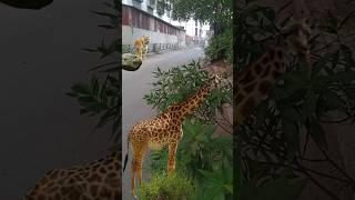 Tiger attack giraffe #shorts #wildanimals#vfx #3danimation #viralvideo