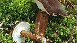 Lactarius lignyotus