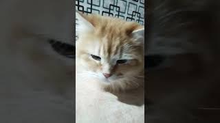 Good morning #cutebaby #cat #persian #ytshorts #fun #youtubeshorts