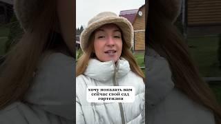Метельчатые гортензии в ноябре