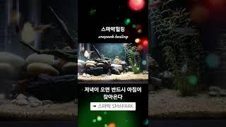 good smapark healing #healing #스마박 #SMAPARK #스마박힐링 #마음여행