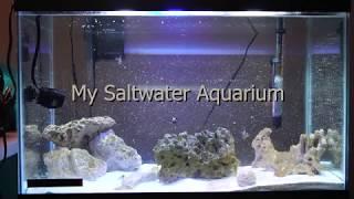 29 Gallon Saltwater Aquarium (FOWLR)