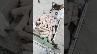 Zero-Trauma Loading : How Piglets Deserve to Travel