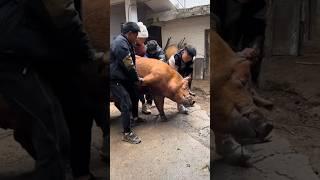  Unstoppable Pig! Farmers Struggle to Cage a Super Strong Pig  
