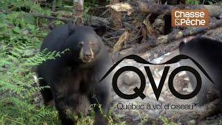 Pêche à la truite mouchetée et chasse à l'ours noir à la Pourvoirie Club Balaram - QVO saison 8