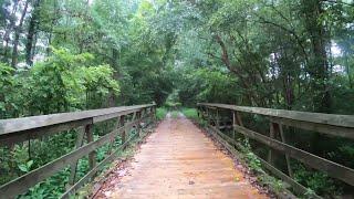 Virtual Treadmill Walk - 90 Minute Trail Walk - Palmetto Trail