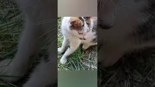 Cats of İstanbul #istanbul #cats #cat #kitten #kitty #vlog #vlogging #basilicorm #travel #türkiye