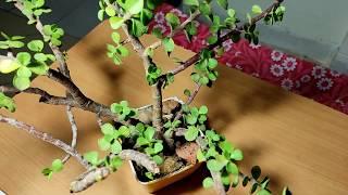 Position of Plant Tissues - Hands on Experience on plants |by Satish Shukla