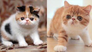 Exotic Shorthair Cat Price | Exotic Shorthair Cat Breed Information | Exotic Shorthair Kittens