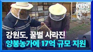 강원도, 꿀벌 사라진 양봉농가에 17억 규모 지원 [기후는 말한다] / KBS  2025.04.02.